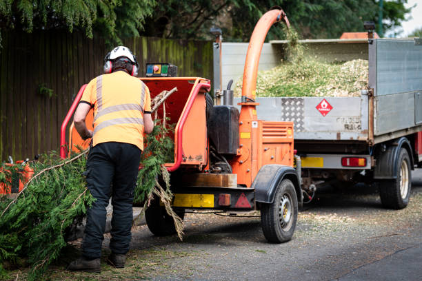 Best Residential Tree Removal  in Dexter, NM